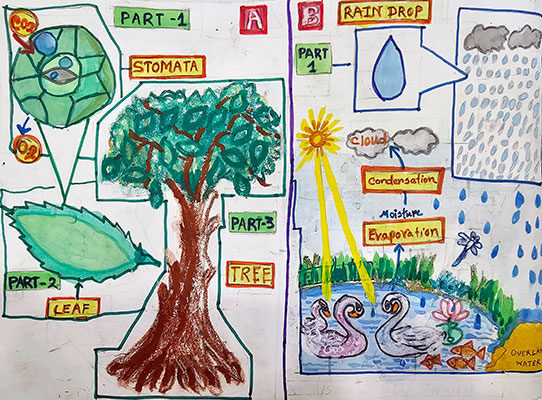 Illustration of both the water cycle and the oxygen cycle. Each step is illustrated and discribed.