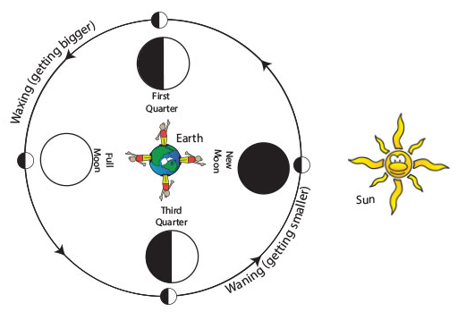 cartoon illustrating the four major phases of the moon