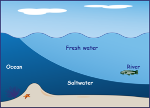 Cross-section drawing of ocean at mouth 9of a river, with heavier saltwater slipping in under the fresh water.